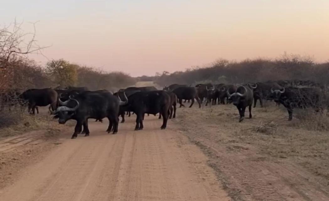 Bushveld Magic